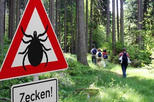 Die Borreliose beim Pferd wird hauptsächlich durch Zecken übertragen.