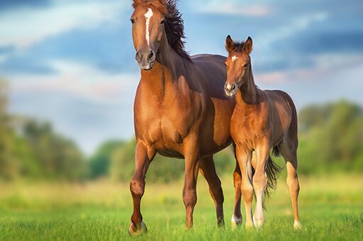 Die Endometrose beim Pferd ist eine Erkrankung der Gebärmutterschleimhaut und kann zu Fehlgeburten bei trächtigen Stuten führen.