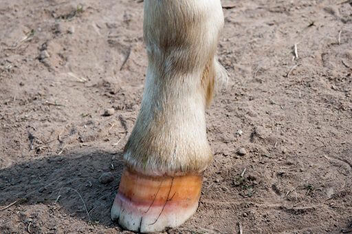 Solche Hornspalten können harmlos sein, dem Pferd aber auch fiese Schmerzen bereiten.