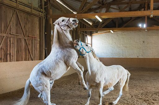 Der Kronentritt beim Pferd kann auch schnell beim wilden Toben passieren.