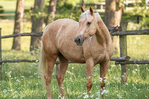 Die Leptospirose beim Pferd ist auf den Menschen übertragbar und ist deswegen anzeigepflichtig.