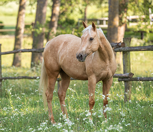 Leptospirose beim Pferd