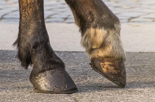 Einen Nageltritt beim Pferd erkennt man oft an dem aus dem Huf herausragenden Fremdkörper - Hufnägel für Hufeisen zählen natürlich nicht dazu.