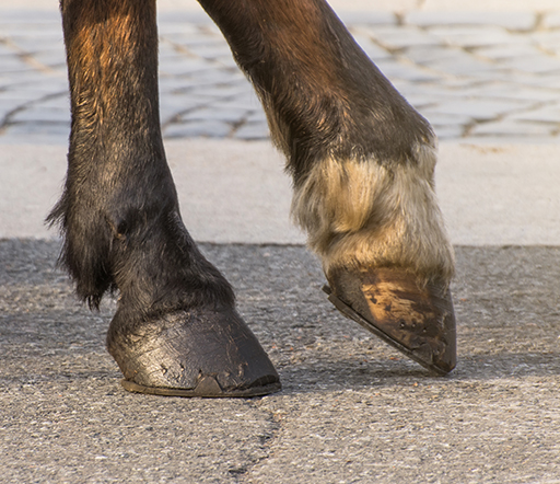 Nageltritt beim Pferd