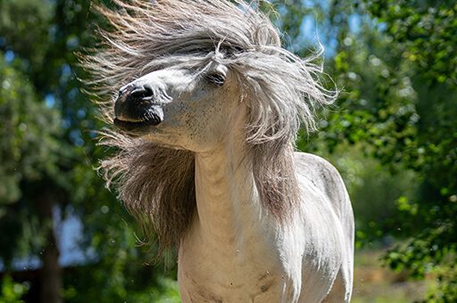 Das Wobbler-Syndrom beim Pferd kann alle Rassen und Altersgruppen betreffen.