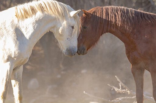 Bei der Dauerrosse beim Pferd sollte man die Stute von Hengsten fernhalten.