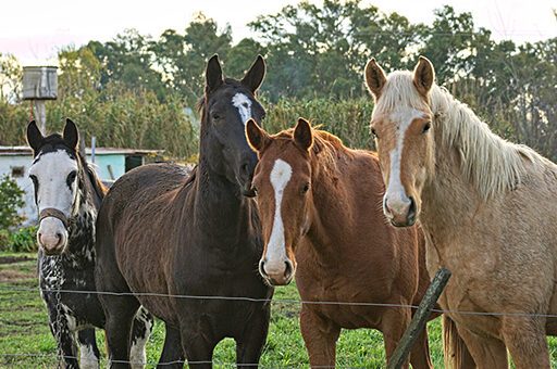 In größeren Gruppen verbreitet sich die Equine Arteritis vor allem durch Tröpfcheninfektion sehr schnell.