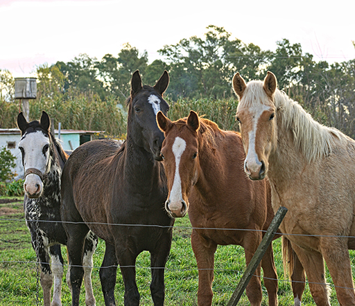 Die Equine Arteritis beim Pferd: gefährliche Infektion