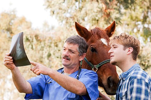Gelenkchips beim Pferd sind nur über Röntgenaufnahmen eindeutig feststellbar.
