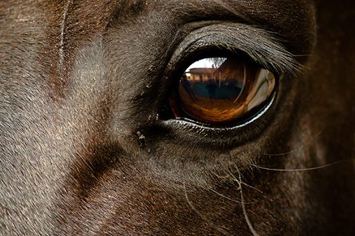 Grüner Star beim Pferd ist eine gefährliche Augenerkrankung, die zur Erblindung führen kann.