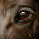 Grüner Star beim Pferd ist eine gefährliche Augenerkrankung, die zur Erblindung führen kann.