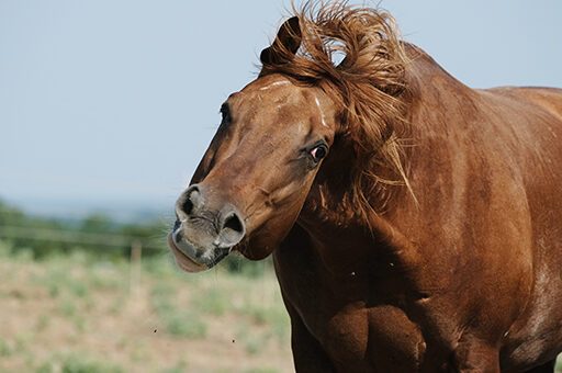 Headshaking beim Pferd kann viele Ursachen haben.