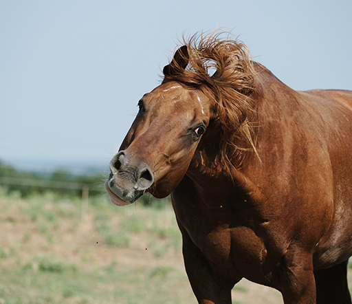 Headshaking beim Pferd: Vielfältige Ursachen