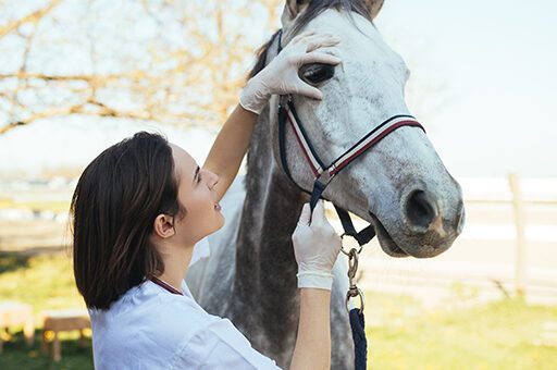 Bei einer Keratitis beim Pferd muss der Tierarzt das Auge des Pferdes sehr genau untersuchen.