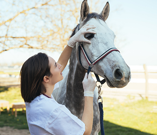 Keratitis beim Pferd: Die Hornhautentzündung im Auge