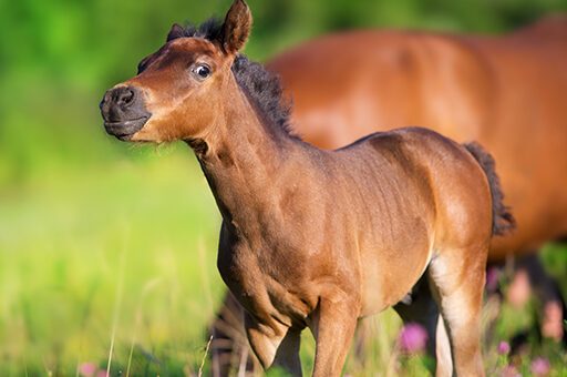 Ein Nabelbruch beim Pferd tritt meistens bei neugeborenen Fohlen auf.