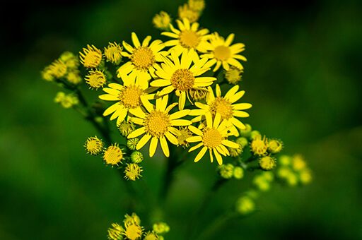 Das Jakobskreuzkraut gilt als Hauptverursacher der Seneziose beim Pferd.