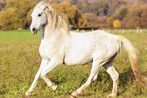 Pferde von der Arabischen Halbinsel sowie lateinamerikanische und asiatische Tiere haben in ihren Heimatländern ein erhöhtes Risiko für Surra beim Pferd.