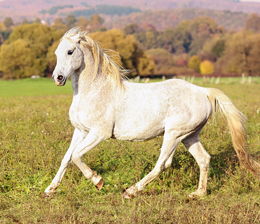 Surra beim Pferd: Eine Parasitose