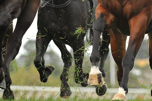 Für einen guten Bewegungsablauf sind gesunde Hufe ohne untergeschobene Trachten das A und O.
