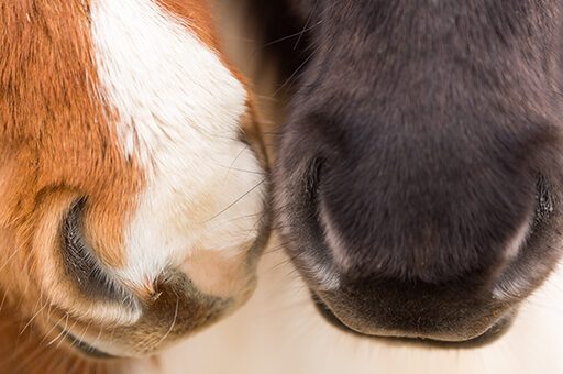 Bei vielen Luftsackerkrankungen beim Pferd sind die Nüstern nicht trocken wie hier, sondern die Pferde haben (eitrigen) Ausfluss.