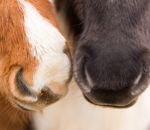 Luftsackerkrankungen beim Pferd