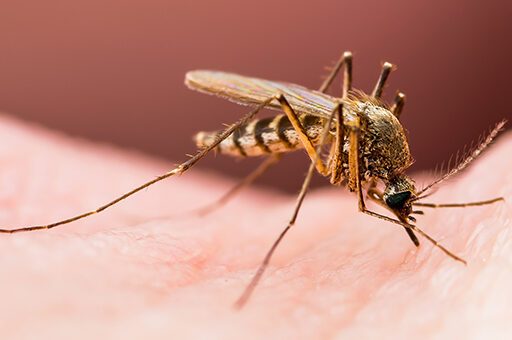 Die Venezolanische Pferdeenzephalitis wird vor allem durch Stechmücken übertragen.