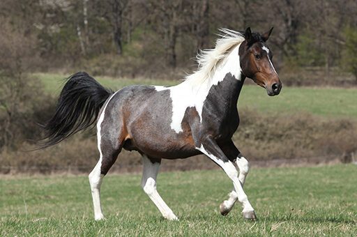 Eine Lahmheit beim Pferd erkennt man vor allem im Trab besonders gut.