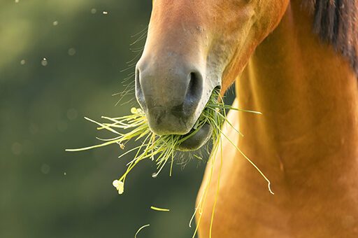 Das Maul des Pferdes ist sehr empfindlich, deswegen kann es schnell zu einer Maulschleimhautentzündung beim Pferd kommen.