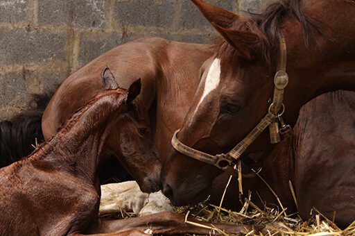 Eine Nachgeburtsverhaltung beim Pferd kommt bei 2-10% aller Fohlengeburten vor.