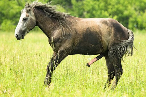Der Penisvorfall beim Pferd bezeichnet das Ausschachten des Hengstes/ Wallachs ohne erkennbaren Grund.
