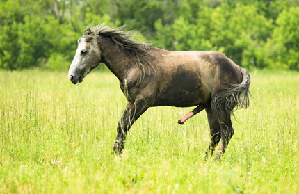 Penisvorfall beim Pferd: Behandlungswürdig?