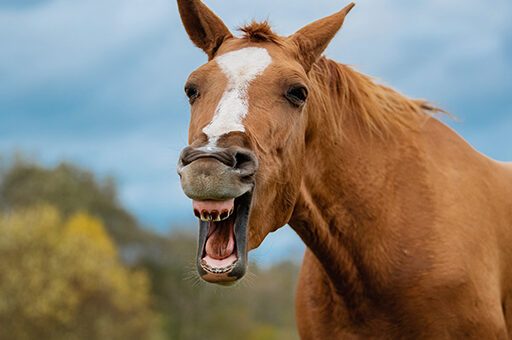 Die normalerweise glatte und rosafarbene Schleimhaut zeigt bei der Stomatitis vesicularis Rötungen und Bläschenbildung auf.