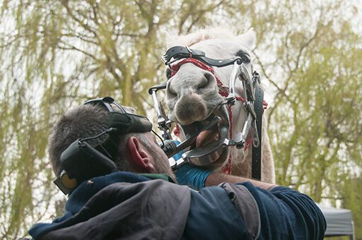 Zahnprobleme beim Pferd sollte man immer durch einen Spezialisten behandeln lassen.