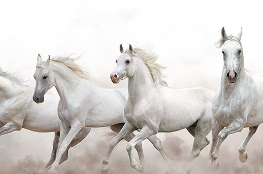 Die Zerebelläre Abiotrophie beim Pferd betrifft vor allem Araber und deren Kreuzungen.