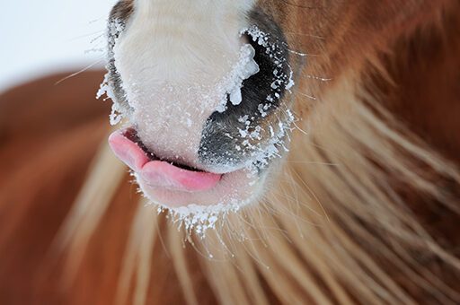 Nur wenn das Zungenbein beim Pferd mobil ist, kann es seine Zunge richtig bewegen.