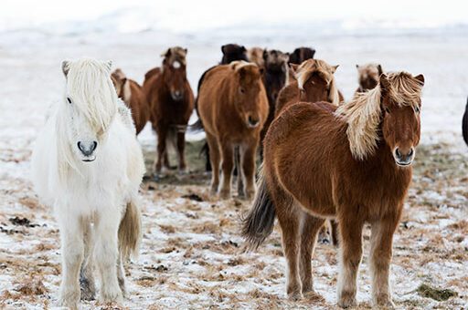 Pferde wie diese Isländer, die in kalten Regionen leben, haben ein sehr geringes Risiko, an Anhidrose beim Pferd zu erkranken.
