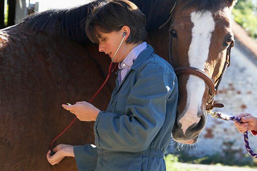 Die Ansteckende Blutarmut der Einhufer ist eine anzeigepflichtige Tierseuche.