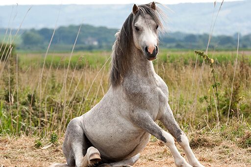 Die Ataxie beim Pferd kann jede Rasse befallen; sie wird häufig durch Infektionskrankheiten oder Unfälle ausgelöst.