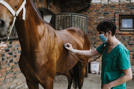 Krampfkolik beim Pferd: Sonderform der Kolik